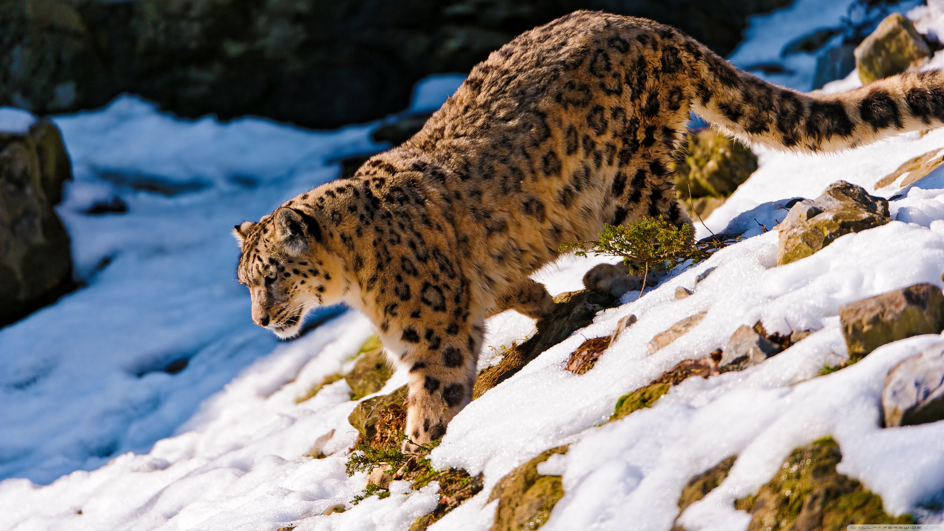 video editing for mac - snow leopard